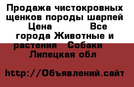 Продажа чистокровных щенков породы шарпей › Цена ­ 8 000 - Все города Животные и растения » Собаки   . Липецкая обл.